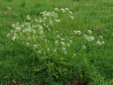 Fluitenkruid in het veld