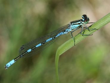 De speerwaterjuffer is een bedreigde soort en we willen graag alle populaties jaarlijks goed bijhouden