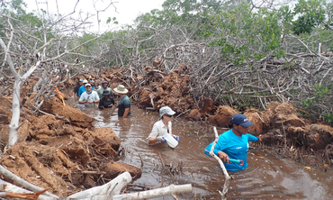 Deelnemers in een mangrovekanaal