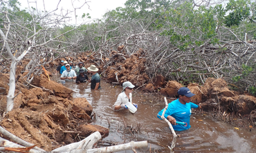 Participants in mangrove channel