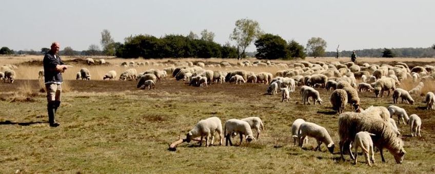 gescheperde schaapskudde