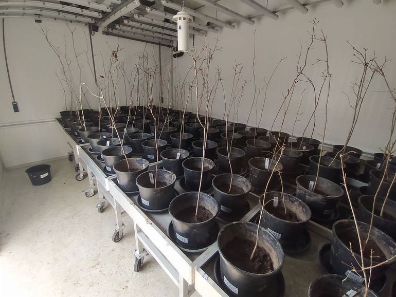 In het experiment staan negentig eikenboompjes. Elke pot krijgt een specifieke bemestingsbehandeling met stikstof en/of basische kat-ionen. Zo stimuleren we zowel de directe als de indirecte effecten van atmosferische stikstofdepositie op de bodems. Als alle boompjes in blad staan, worden op elk boompje bladluizen geplaatst, waarvan de populaties gedurende twee maanden gevolgd worden