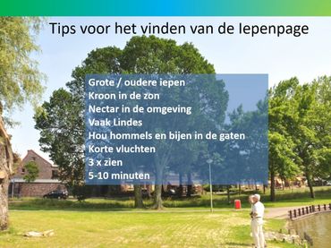 Een sheet uit de training voor vrijwillige iepenpagetellers