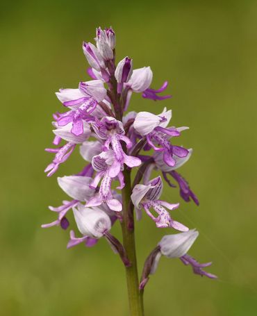 De bloemen van Soldaatje lijken net poppetjes. Deze orchidee groeit op nog maar enkele plekken in Nederland