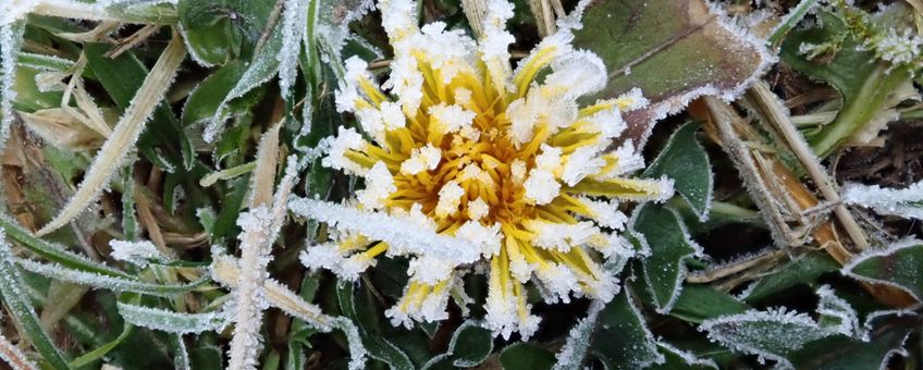 Paardenbloem met rijp