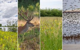 Staatsbosbeheer De vele ecosystemen samen zorgen voor de biodiversiteit die we ook als mens heel hard nodig hebben.