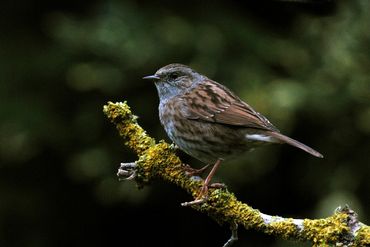 De heggenmus broedt graag in houtsingels