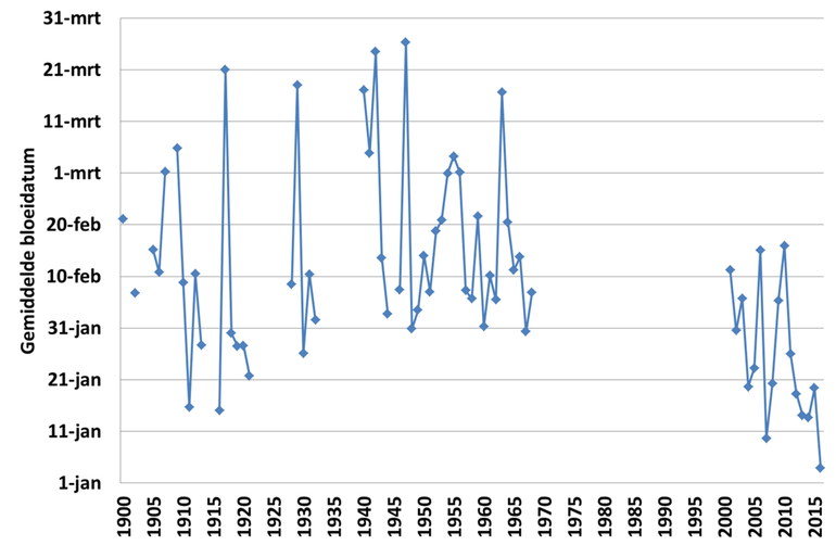 Jaarlijkse gemiddelde bloei van de hazelaar in Nederland voor de jaren 1900 tot en met 2016, voor de jaren waarin meer dan 10 bloeiwaarnemingen zijn doorgegeven