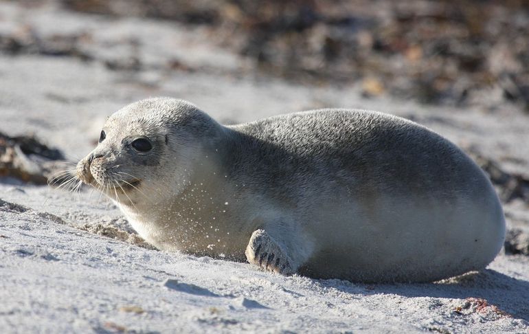 Gewone zeehond