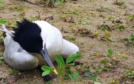 dode grote stern in kolonie, vogelgriep