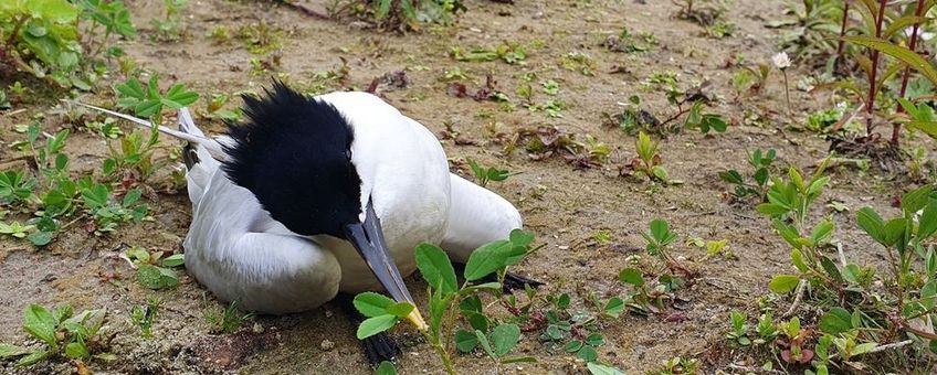 dode grote stern in kolonie, vogelgriep