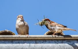 Shutterstock Huismussen
