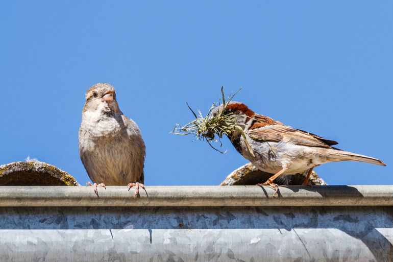 Huismussen broeden vaak onder dakpannen