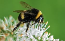 Pixabay bumble bee