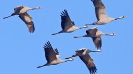 Kraanvogels