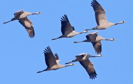 Kraanvogels