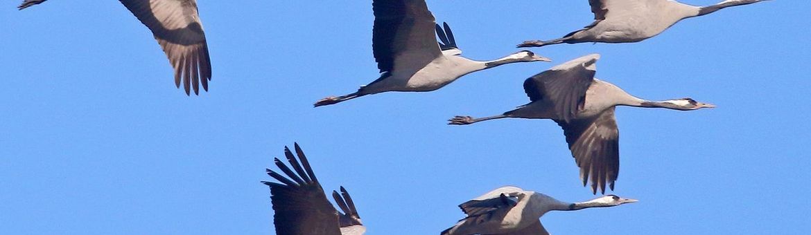 Kraanvogels