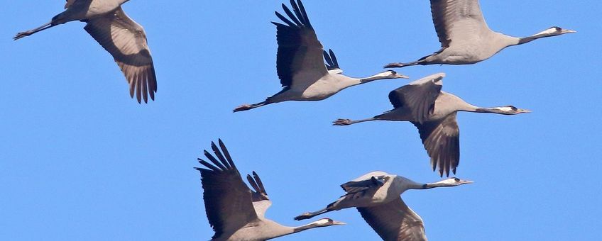 Kraanvogels