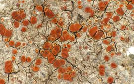 Rood dijkzonnetje (Blastenia crenularia) op graniet op de Markermeerdijk