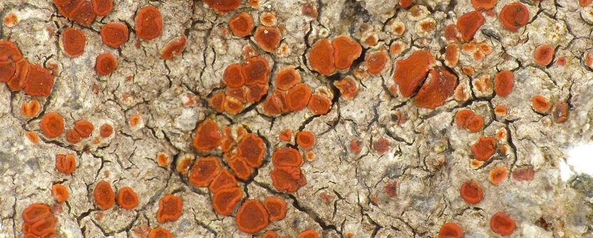 Rood dijkzonnetje (Blastenia crenularia) op graniet op de Markermeerdijk