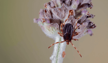 Reuzenteek (Hyalomma marginatum)