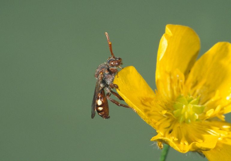 De bleekvlekwespbij parasiteert op andere bijen