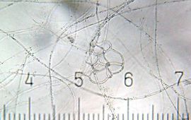 Arthrobotrys nematode trapping fungus