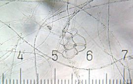 Wikipedia Arthrobotrys nematode trapping fungus