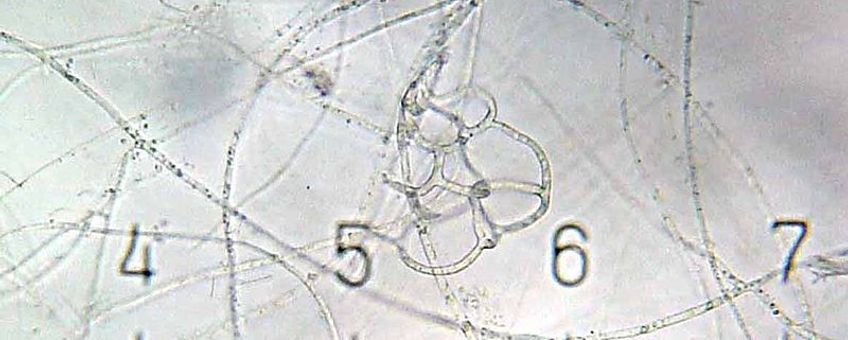 Arthrobotrys nematode trapping fungus