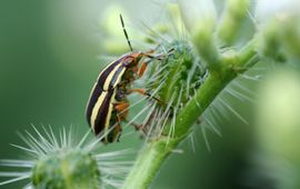 Photo credit: Diego Marquez Green yewel bug.