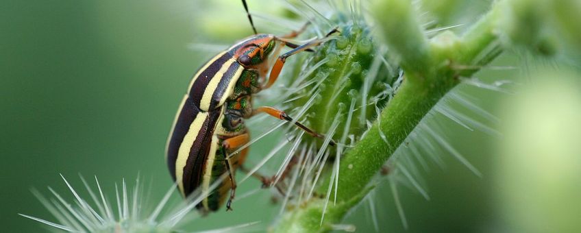 Green yewel bug.