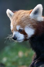 Red panda