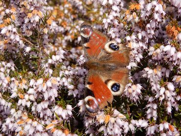 Dagpauwoog drinkt nectar op bloeiende winterheide. Zijn vleugels zijn een beetje gehavend na een lange winter