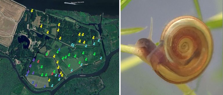 De Zuilespolder (links) herbergt een grote en belangrijke populatie van de Platte schijfhoren (rechts). Dit bleek uit een vlakdekkende inventarisatie in 2022. Op 38 van 44 over de gehele polder verspreid liggende bemonsterde locaties, werd de soort vastgesteld (30.000 vierkante meter leefgebied met naar schatting tussen 500.000 tot 1.500.000 exemplaren). Legenda: Geel: 0; Lichtblauw >0-<5; Violet: 5-<10; Donkerblauw: 10-< 20; Groen: 20-<100; Rood>=100 exemplaren per vierkante meter