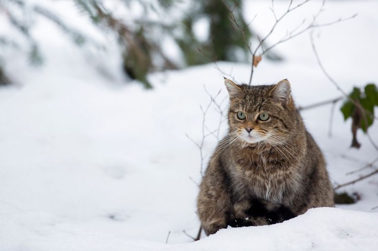Wilde kat in de sneeuw