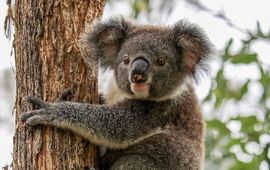 Friends of the Koala koala lead