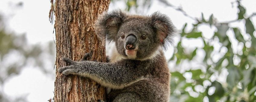 koala lead