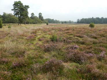 Volunteers prefer counting flora and fauna in nature reserves