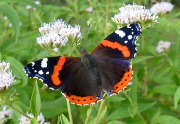 Atalanta op Koninginnekruid in Leidse Hortus