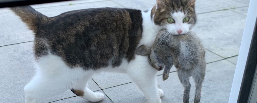 Manuscript Vergevingsgezind rit Nature Today | Wat brengt de kat thuis: bosmuis het meest, maar ook wezel,  haas en vleermuis