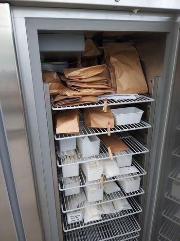 De binnengekomen zaden in de droogkast