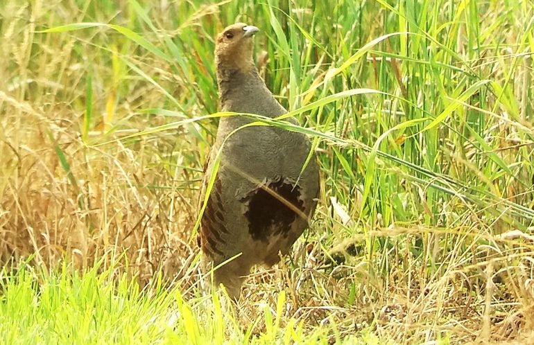 Een alerte patrijzenman in kruidenrijk grasland. Zijn vrouwtje en zeven jongen zitten dichtbij in het hoge gras. Ees, 7 juli 2017