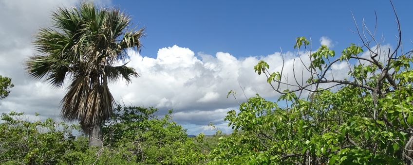 Endemic Sabal palm, growing in a shrubland on limestone with Metopium brownii and Haematoxylon brasiletto