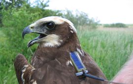 Deze adulte vrouw Bruine Kiekendief is zojuist uitgerust met een satellietzender zodat we haar de rest van haar leven kunnen volgen. Deze vogel verdween uiteindelijk onder verdachte omstandigheden in een Frans ’jachtreservaat’.