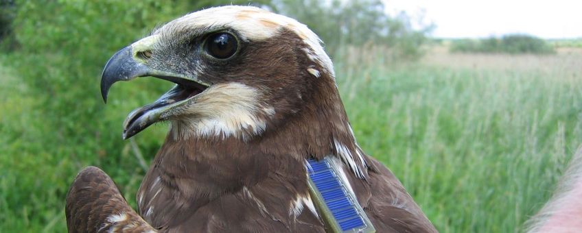 Deze adulte vrouw Bruine Kiekendief is zojuist uitgerust met een satellietzender zodat we haar de rest van haar leven kunnen volgen. Deze vogel verdween uiteindelijk onder verdachte omstandigheden in een Frans ’jachtreservaat’.