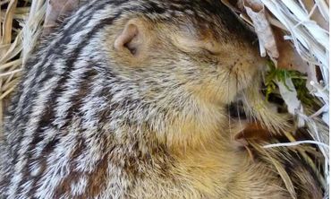 A sleeping 13-lined ground squirrel