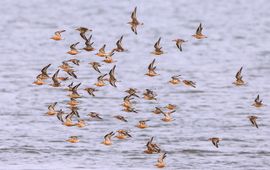 Een vlucht kanoeten in de Nederlandse Waddenzee