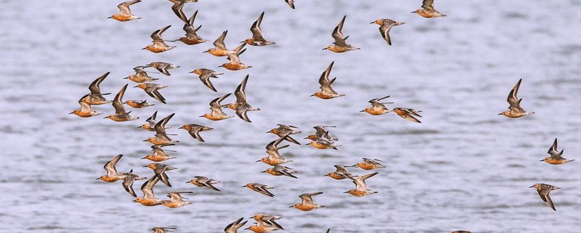 Een vlucht kanoeten in de Nederlandse Waddenzee