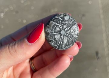 Mazzel op het strand bij Petten: een prachtige fossiele zee-egel, geheel intact