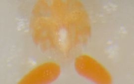 Een sterk uitvergrote foto van een vrouwelijk exemplaar van een Zeenijntje op de huid van een Kleine vlokslak